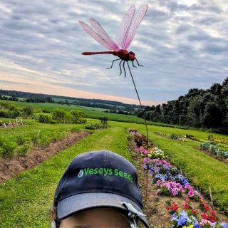 Dragonfly Wingman Thumbnail
